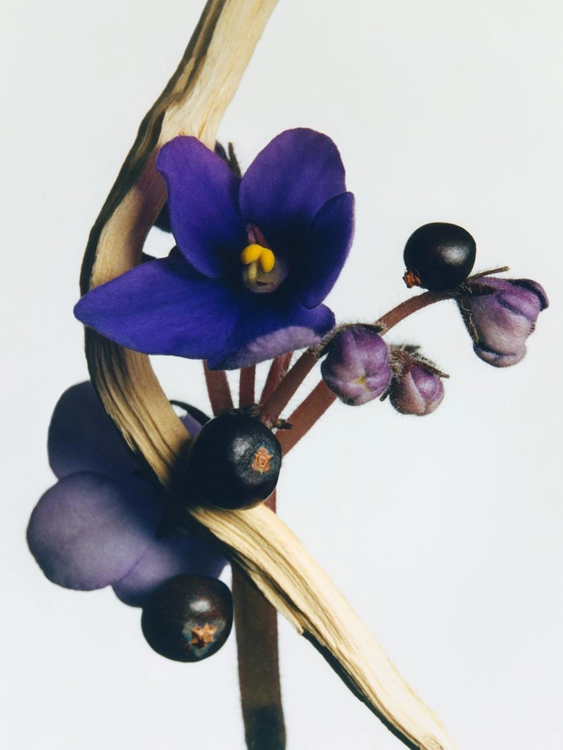 (100 мл) очаровательная фиалковая парфюмерная вода