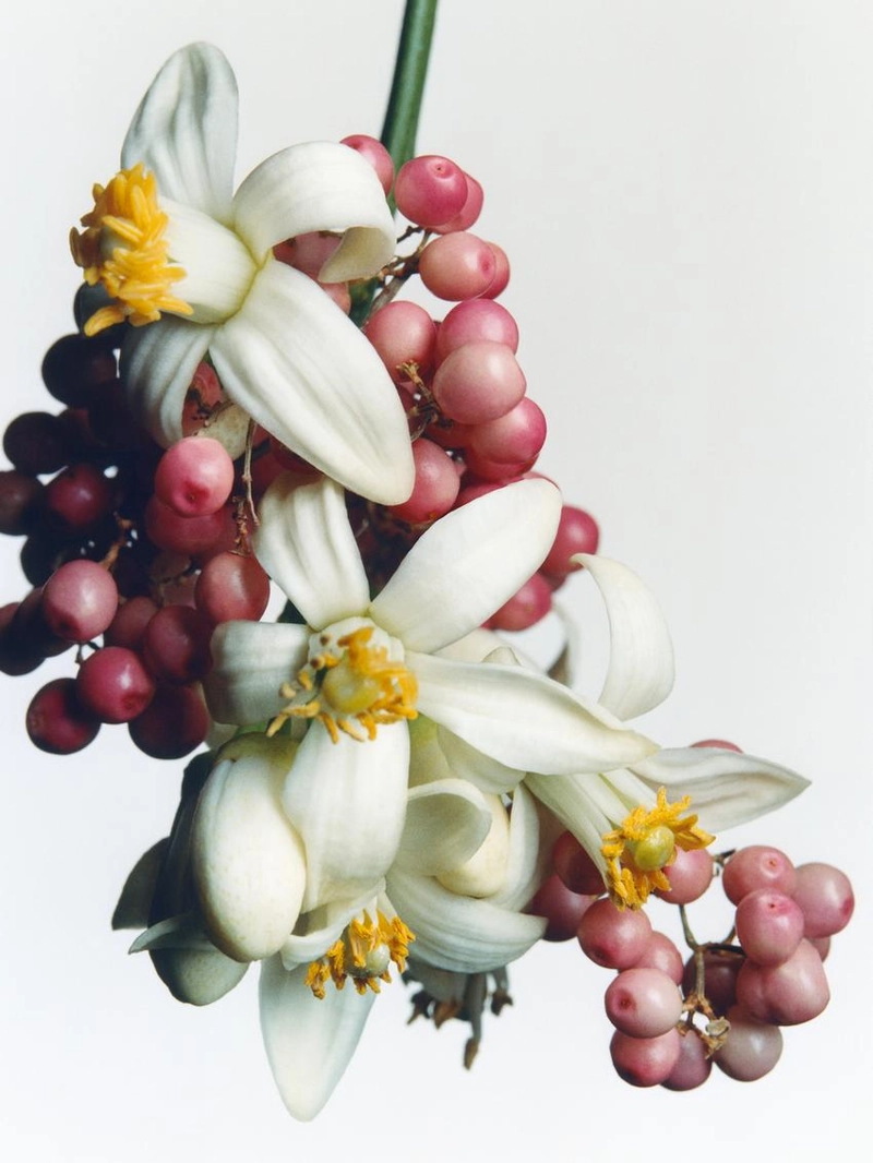 (100 мл) духи sparkling musk eau de parfum