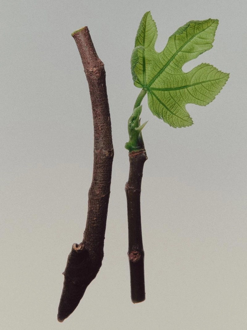 (100 мл) skinfusion eau de parfum