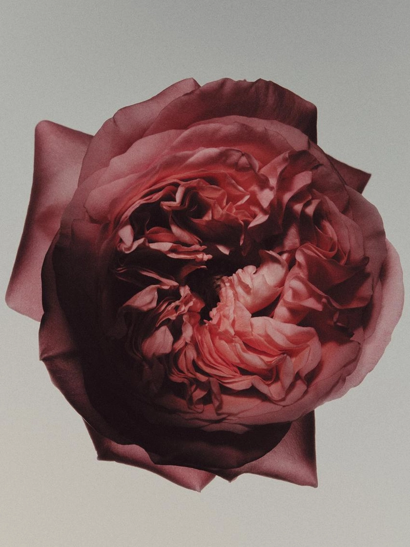 (100 мл) tuberose extreme eau de parfum